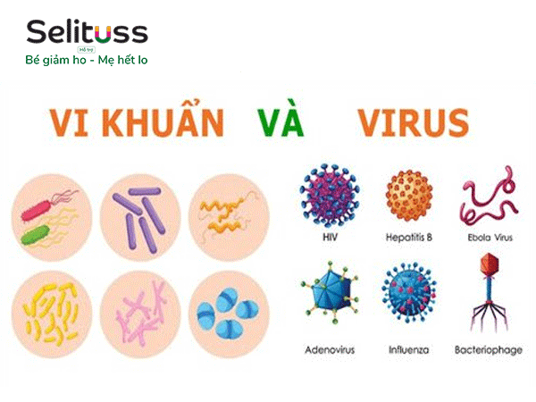 ho-do-virus-va-vi-khuan